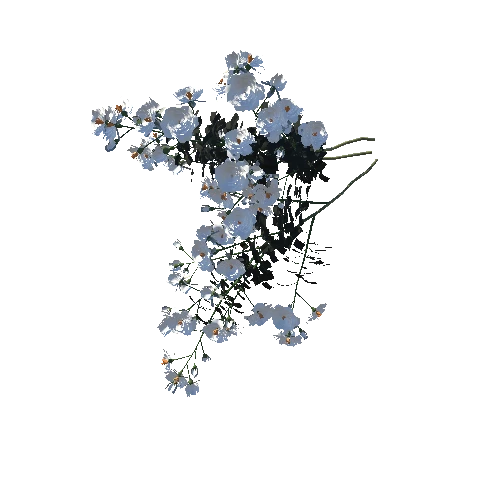 3DTree_Rosa floribunda white_06_1